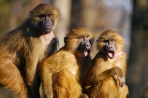 tegen elkaar opbiedende familieleden